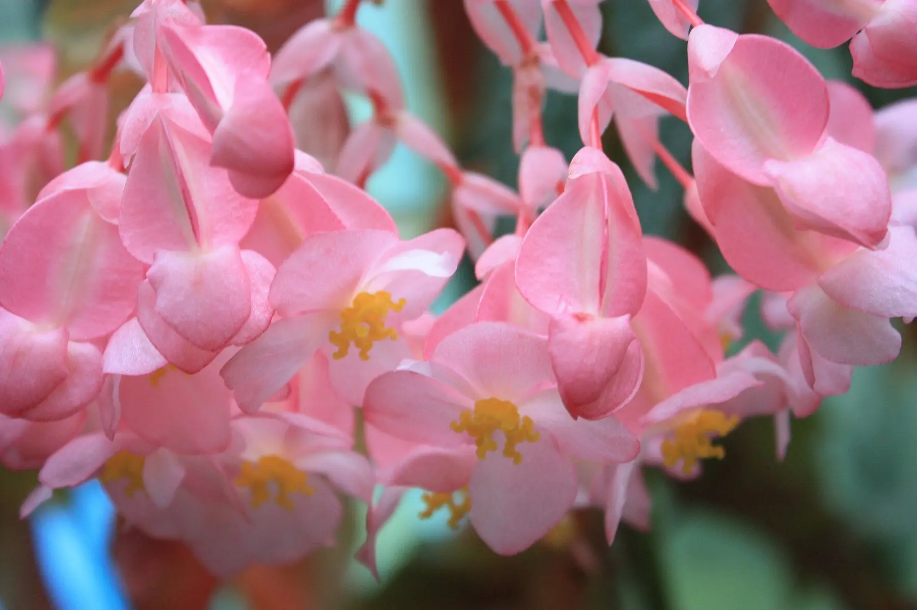 Clusters of pink begonia flowers with yellow centres in close-up