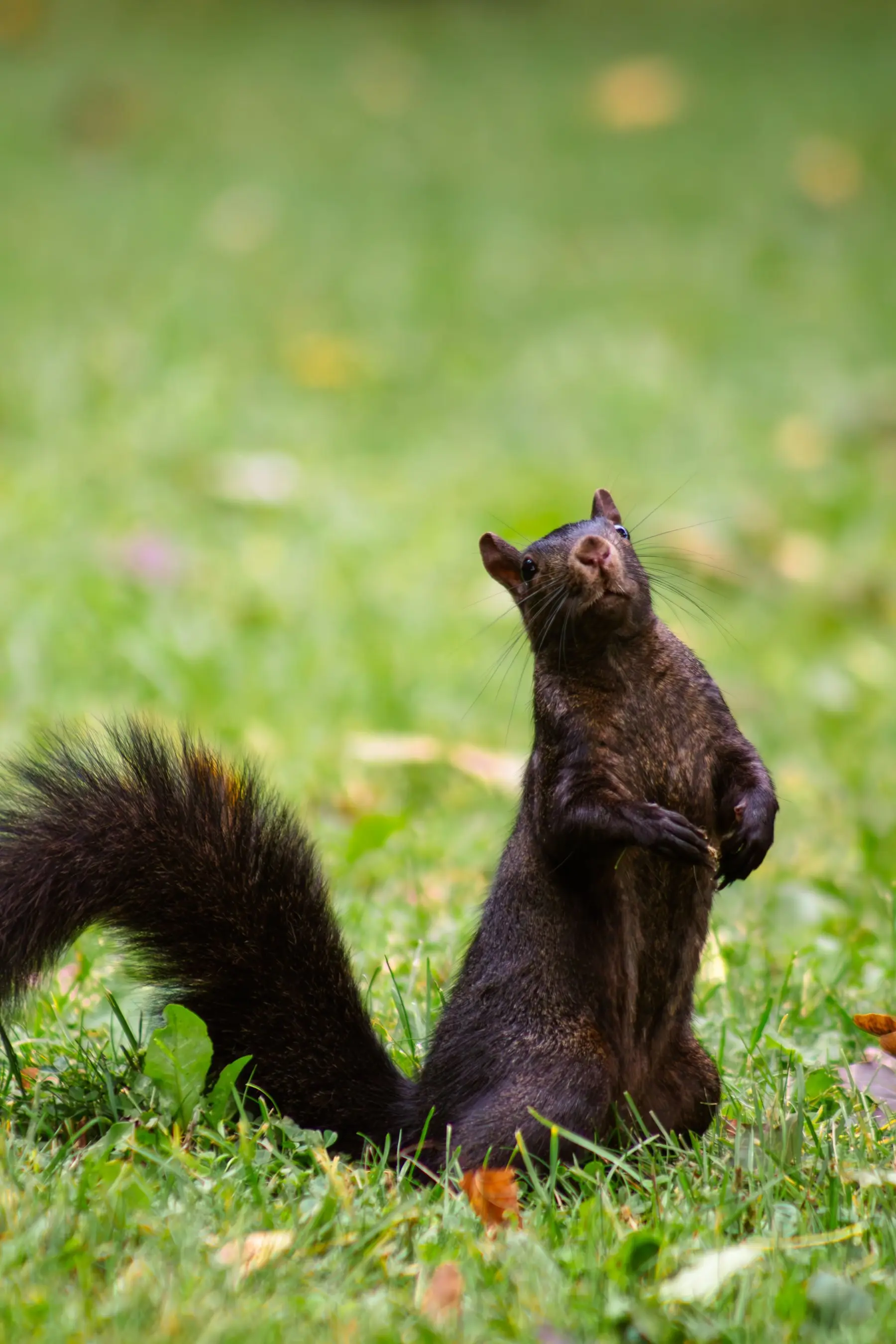 A black squirrel sitting upright on grass, its coat and tail uniformly dark brown-black