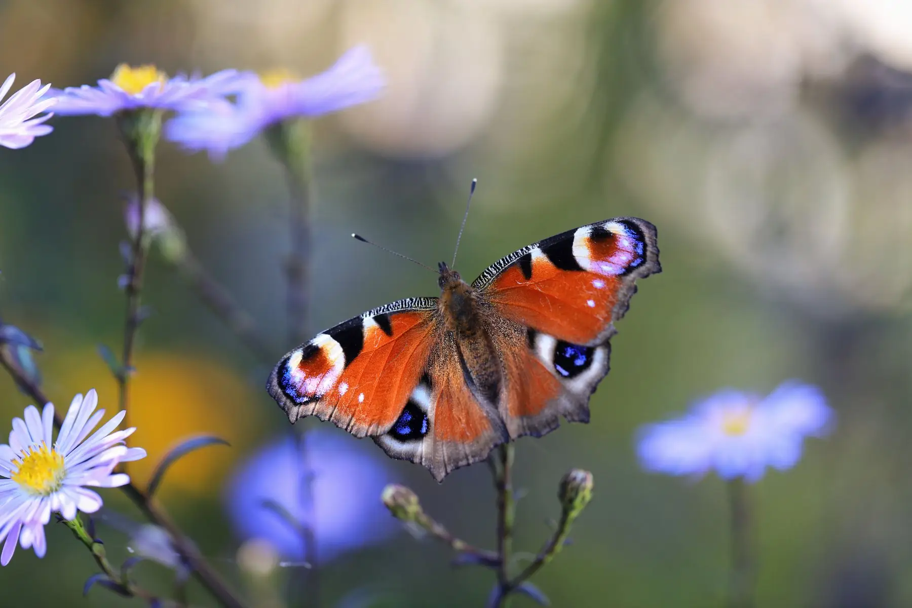 A peacock butterfly basking with wings open on asters, its clubbed antennae clearly visible