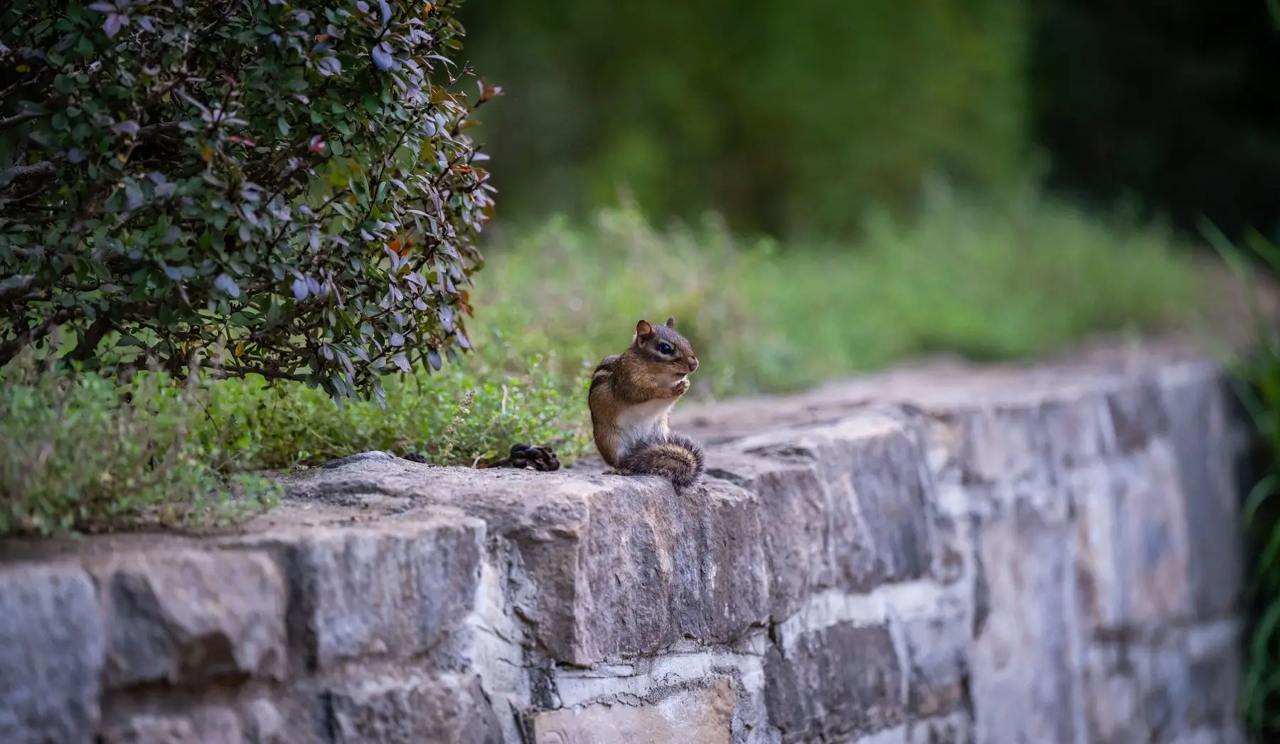 An eastern chipmunk sitting upright on a dry stone retaining wall, eating, with shrub planting behind