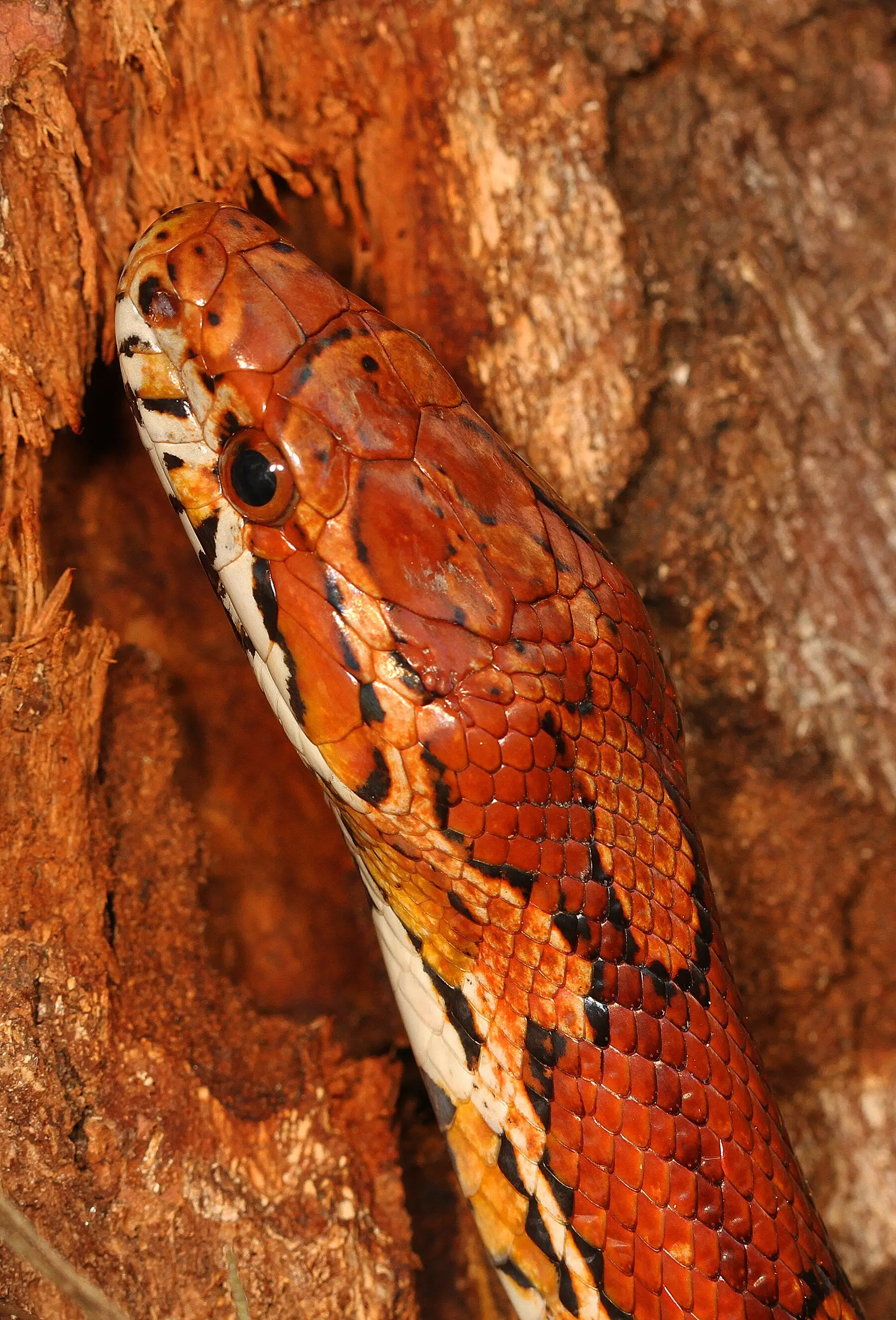 A corn snake showing its orange body and black-bordered blotches