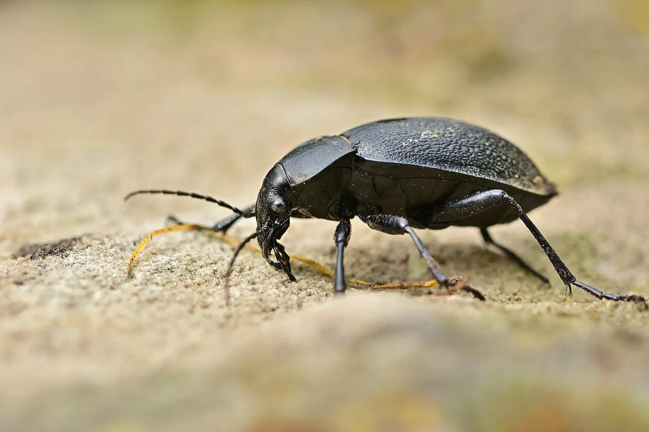 A glossy black ground beetle walking across pale sandy ground