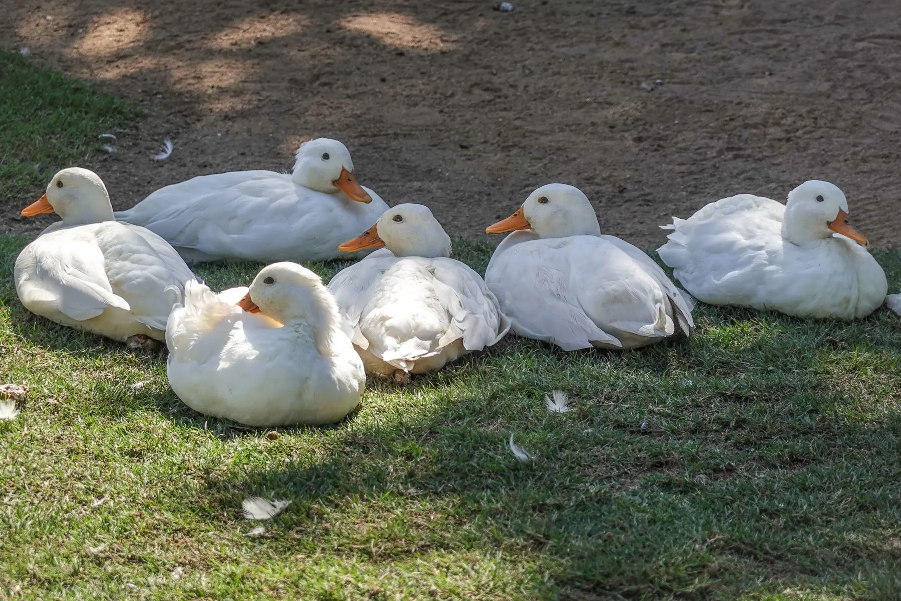 Six white Pekin ducks resting together on open grass with no overhead cover