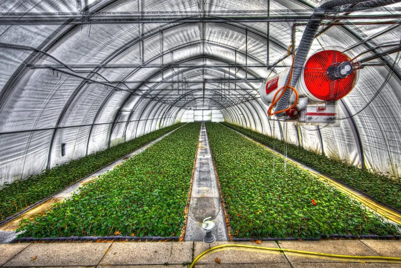 The inside of a commercial polytunnel filled with young plants, with a large fan mounted overhead