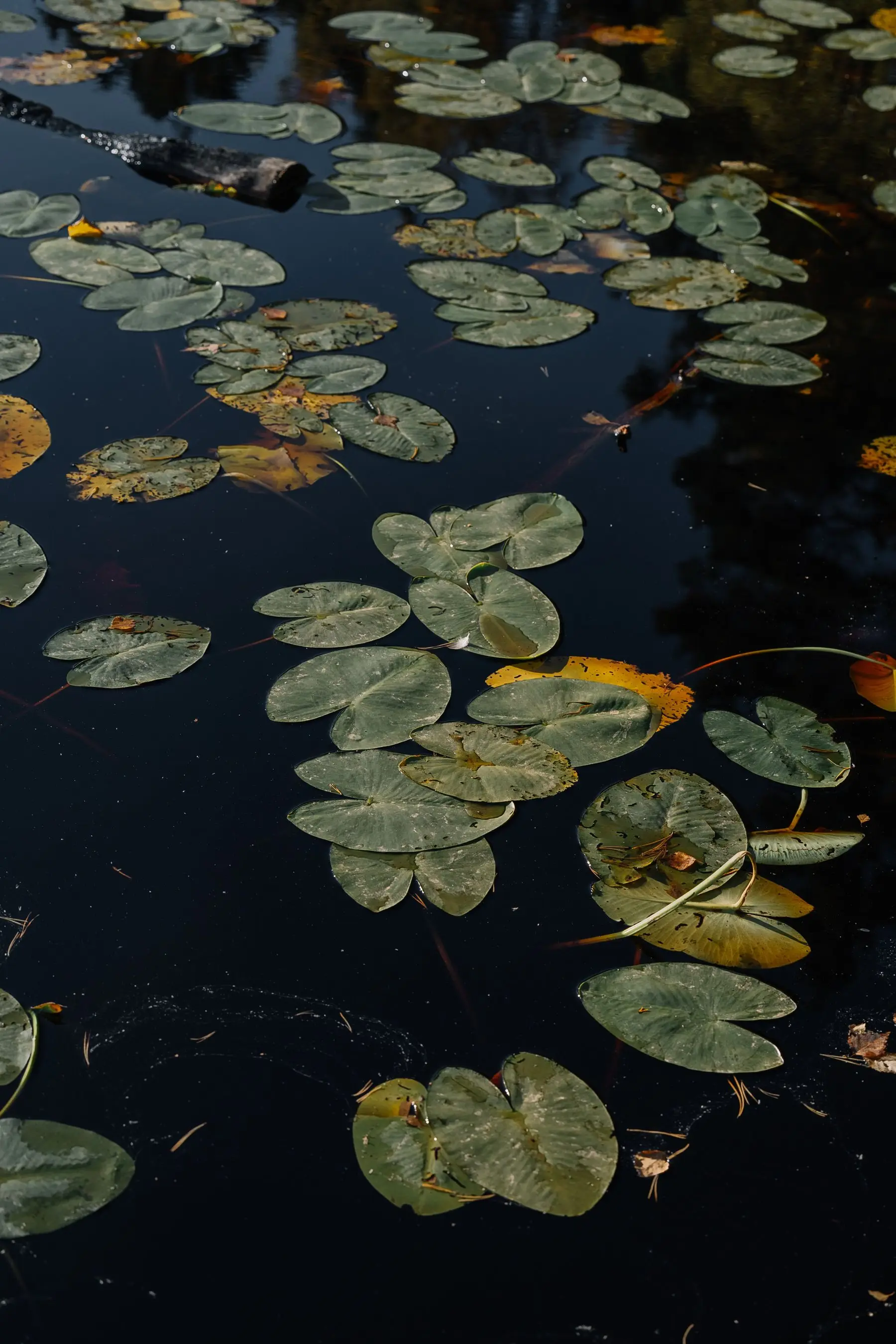 Water lily pads spread across part of a dark pond surface, open water visible between them