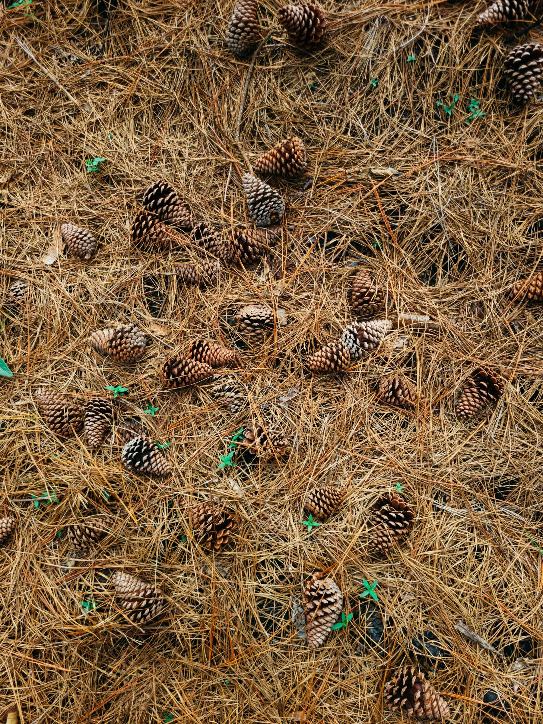 A thick layer of fallen brown pine needles scattered with cones, seedlings pushing through