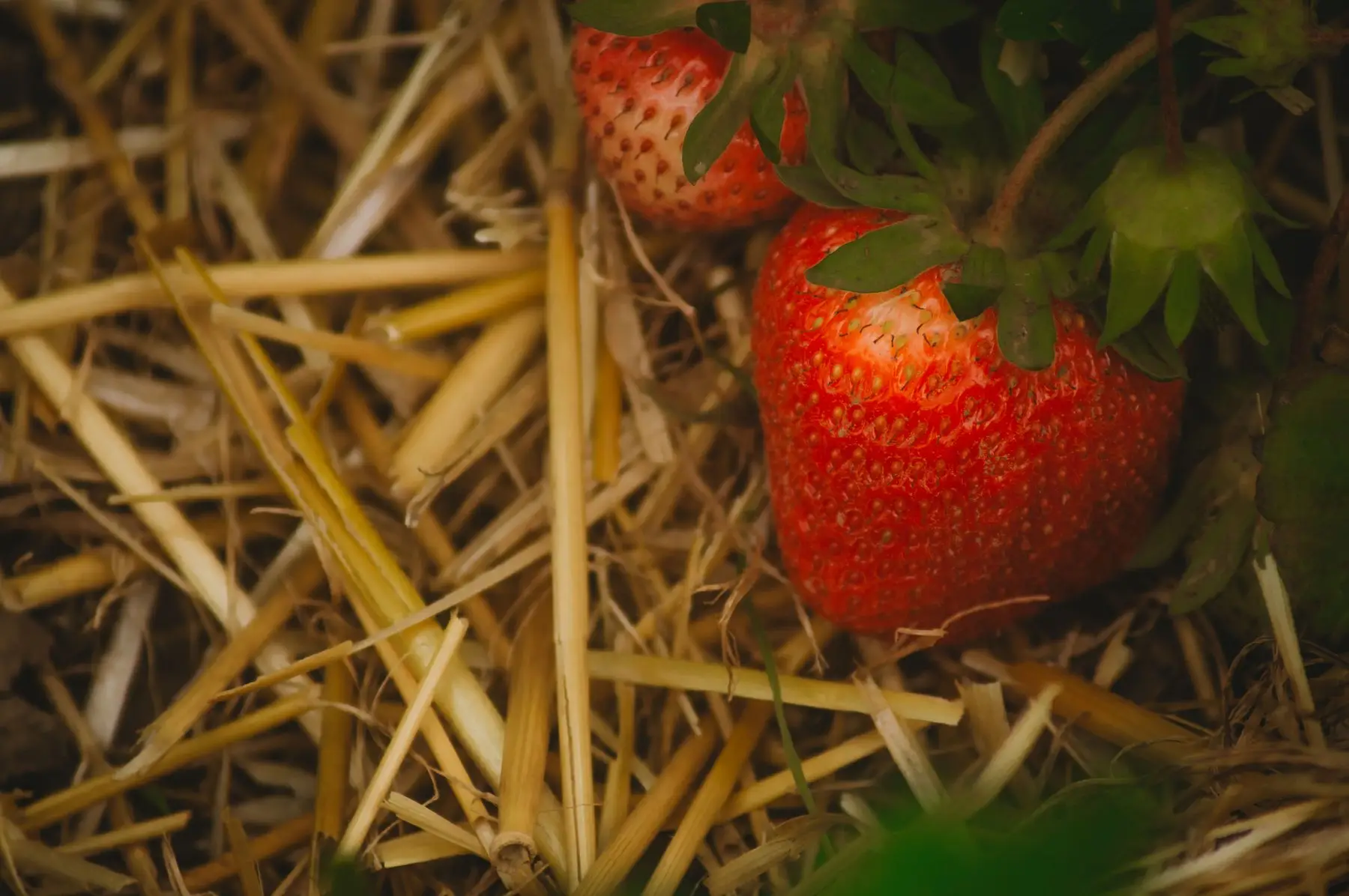 Ripe strawberries resting on a straw mulch that keeps the fruit off wet soil