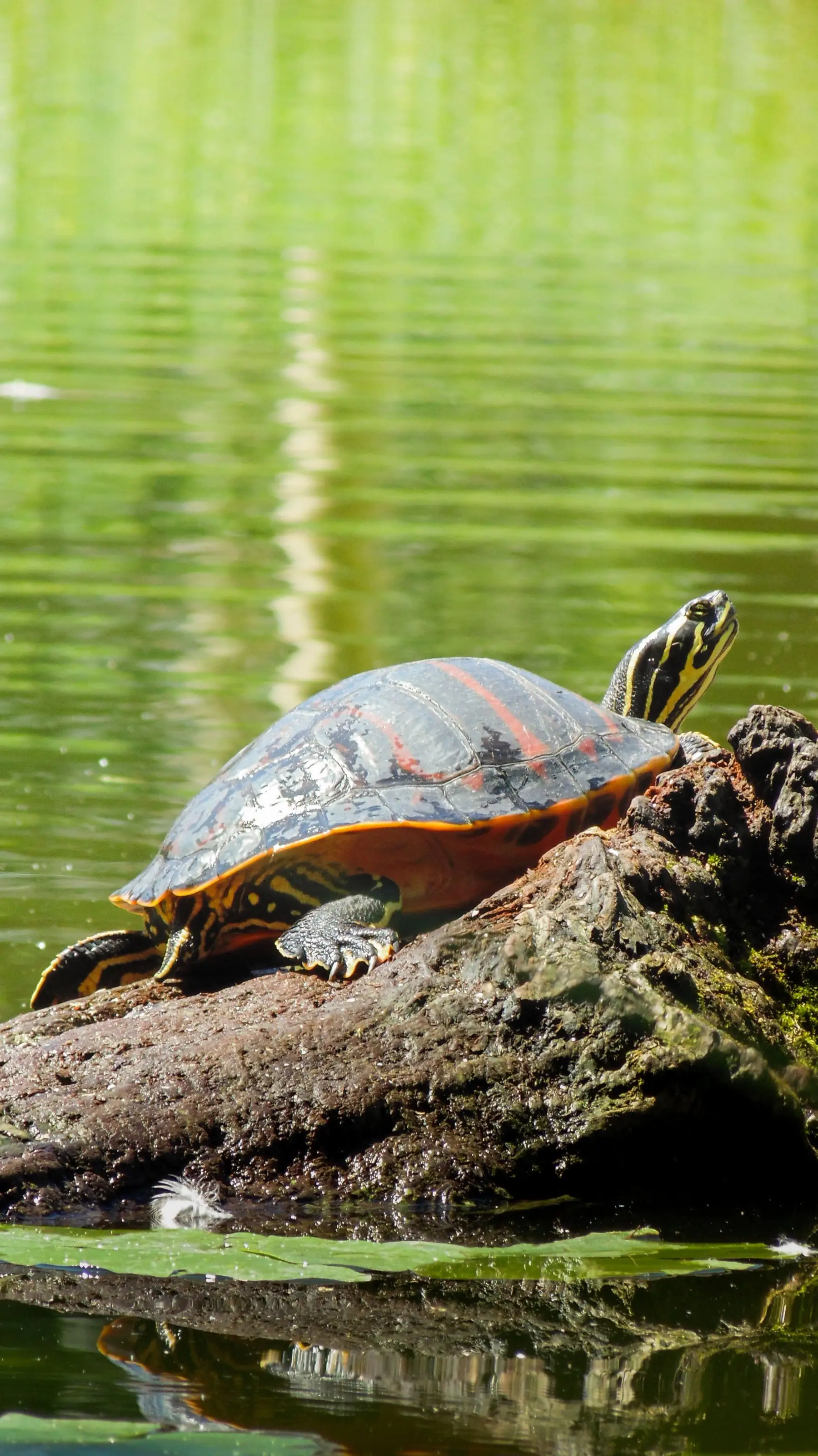 Painted turtle basking on a half-submerged log at the edge of a pond