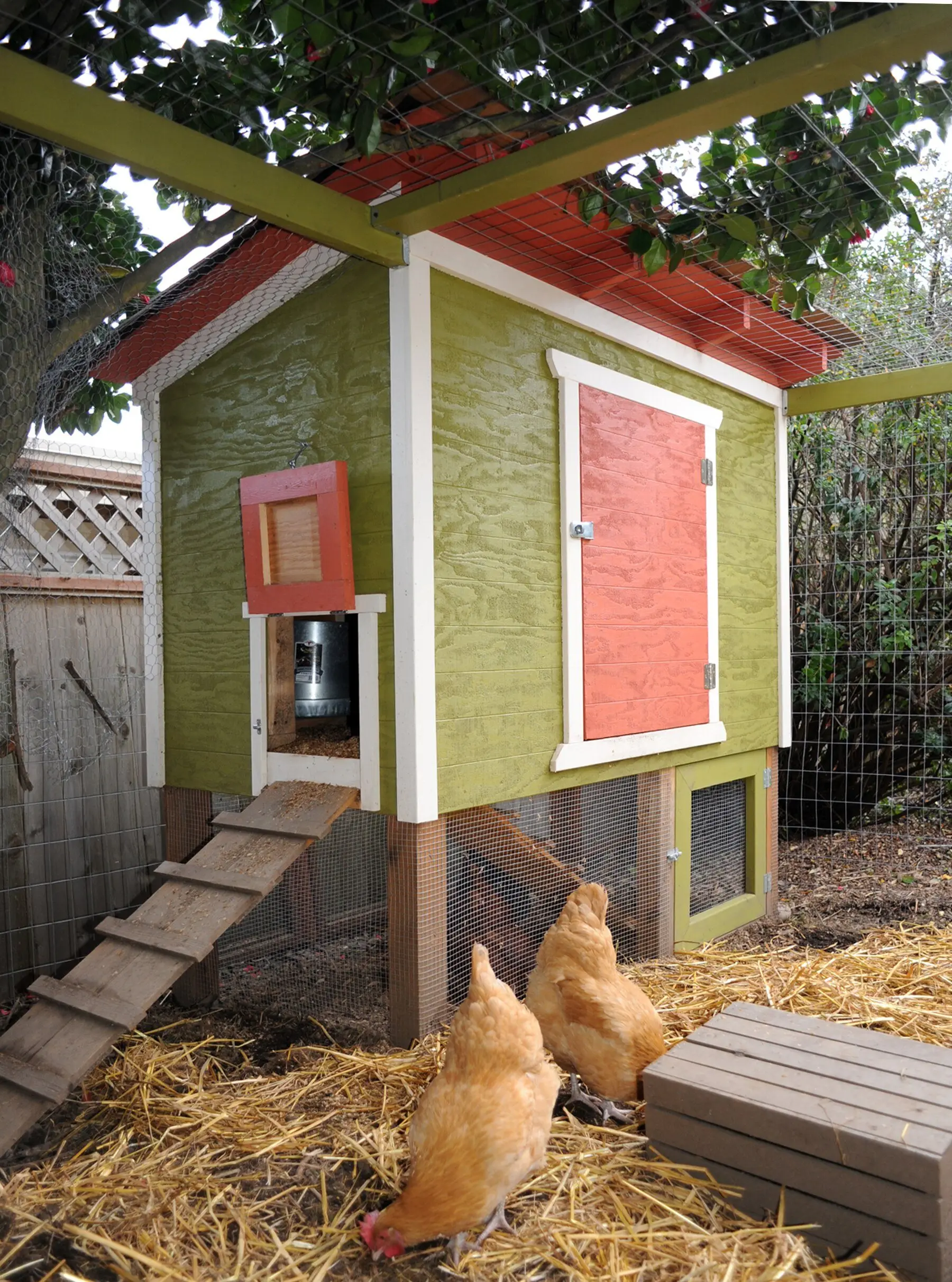 Two buff hens on straw beside a small painted backyard coop with a ramp and covered run