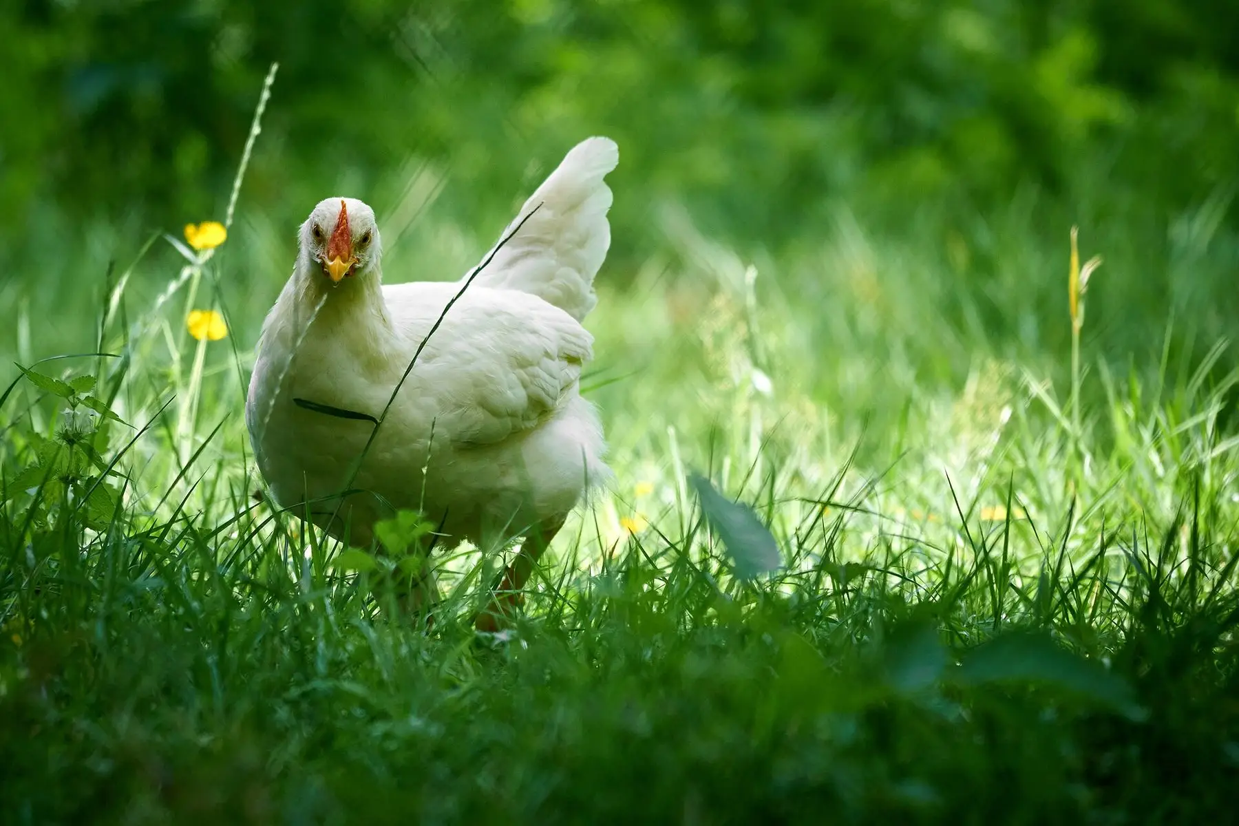 A white hen foraging in long grass and buttercups