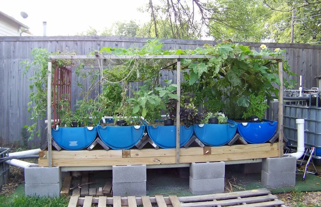 A backyard aquaponics setup: blue barrels under a timber frame with plants growing above