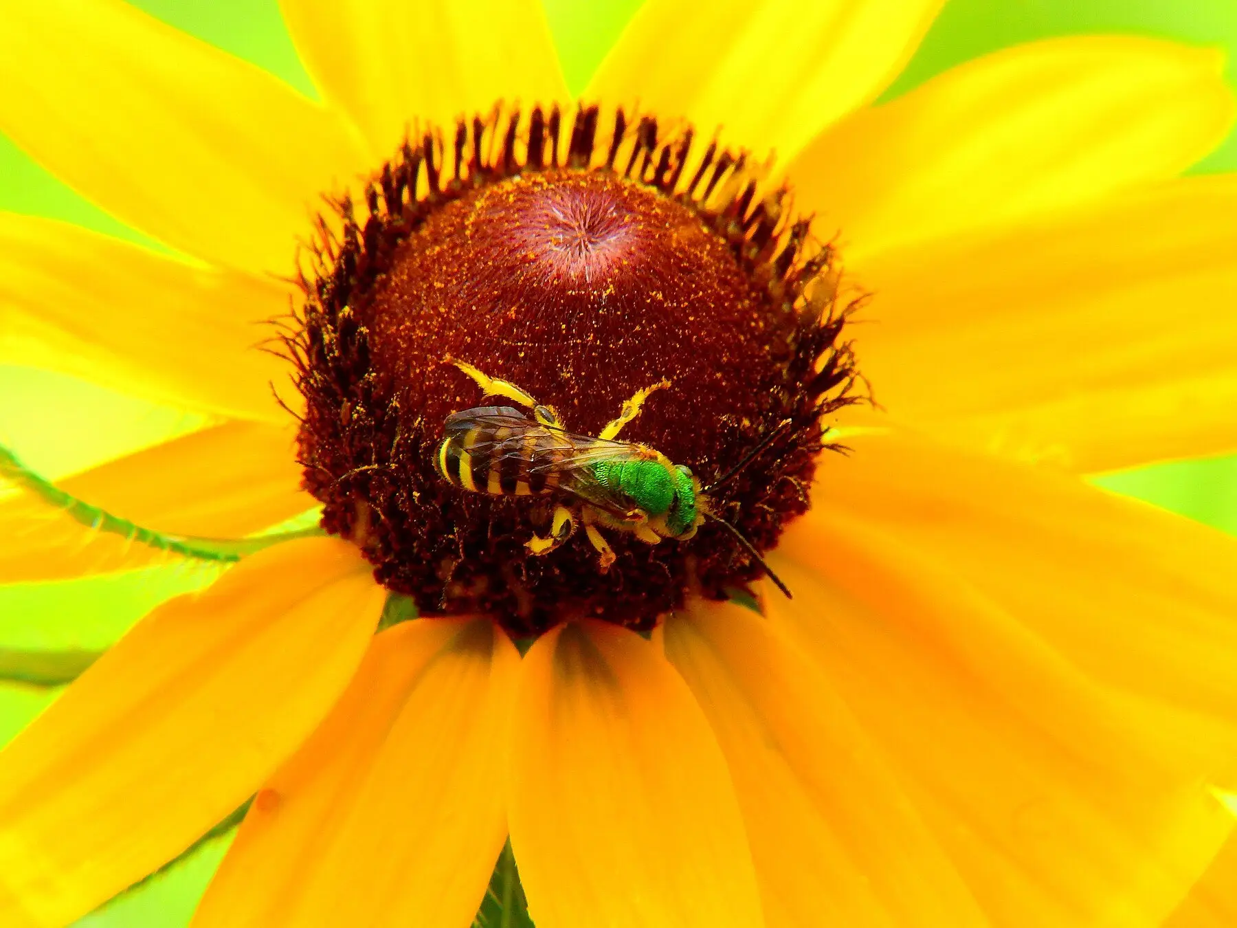 A sweat bee with a metallic green head and striped abdomen on a rudbeckia flower