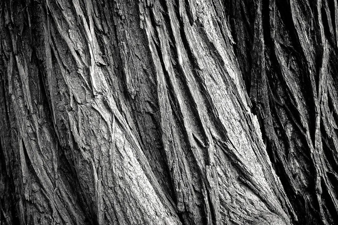Tree bark texture closeup