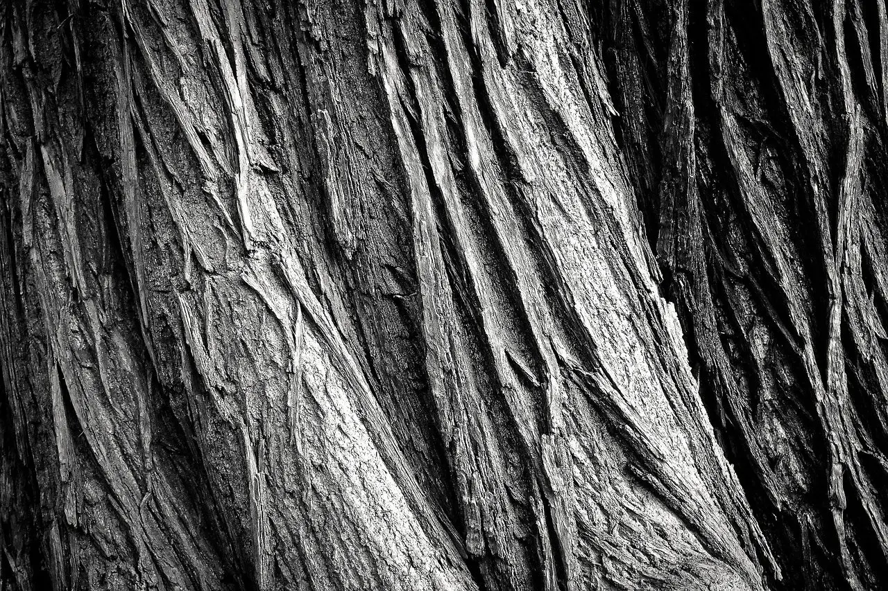 Tree bark texture closeup