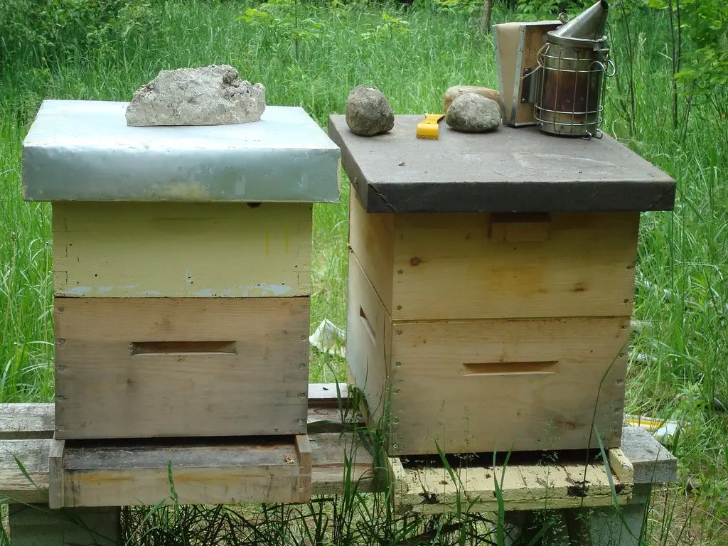 Two wooden Langstroth beehives side by side on a lawn, stones weighting the lids and a smoker on top