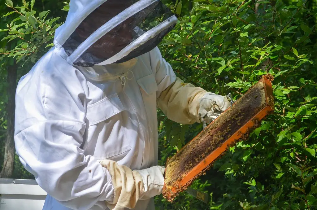 A beekeeper in a white suit and veil holding up a frame of comb drawn from an open hive