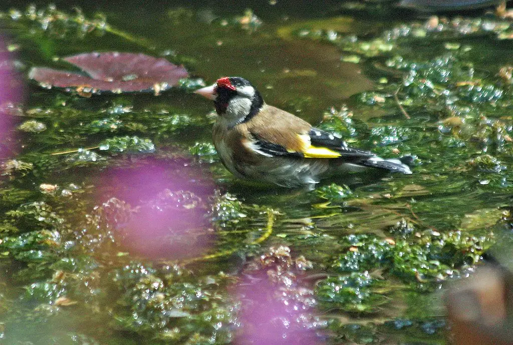 A goldfinch bathing in shallow water, wings lifted and water scattering around it