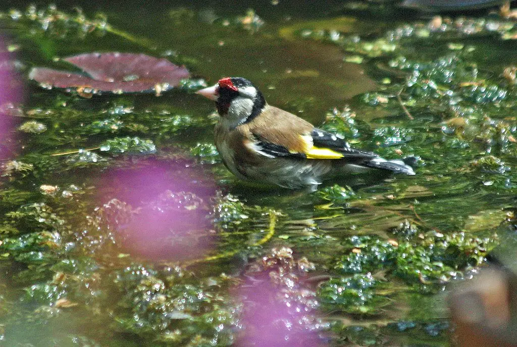 A goldfinch bathing in shallow water, wings lifted and water scattering around it