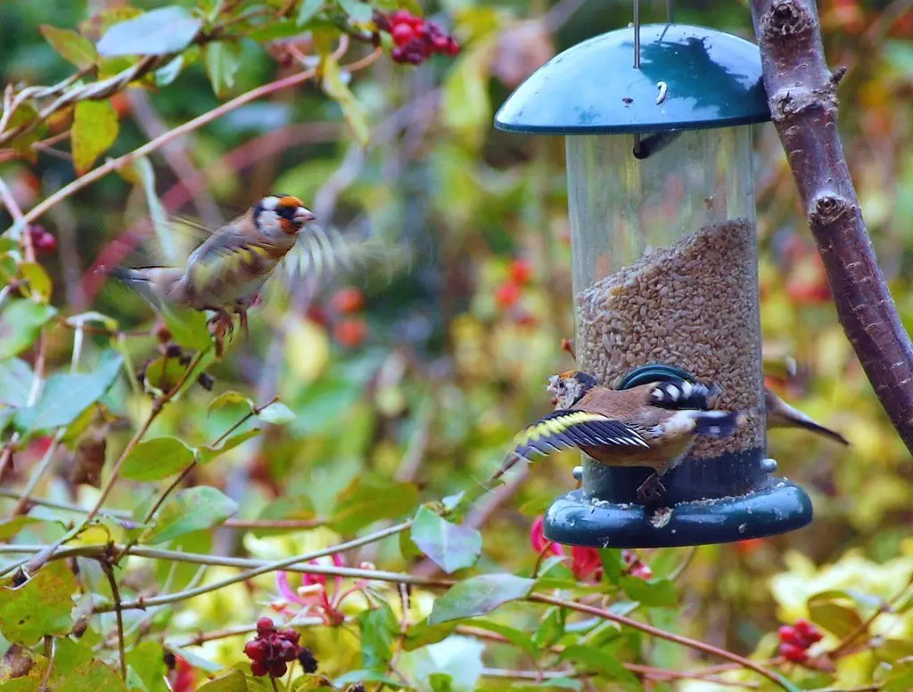 Small birds feeding at a blue-topped seed feeder hung among branches of red berries