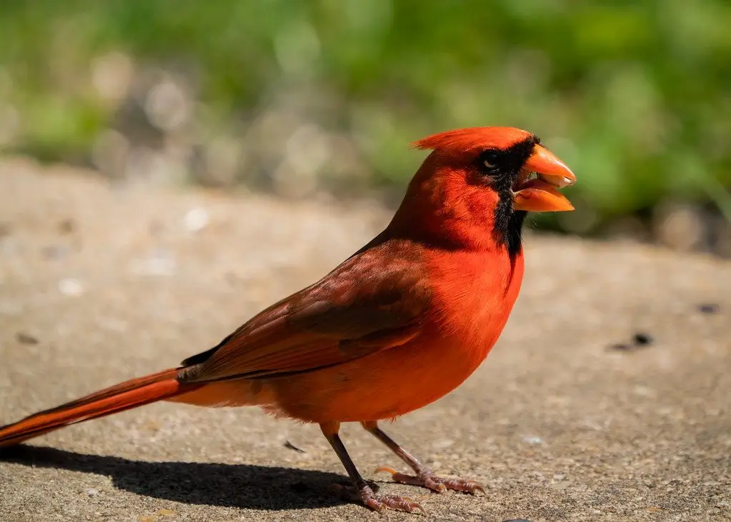 A male northern cardinal standing on sunlit concrete with its bill open, grass blurred behind