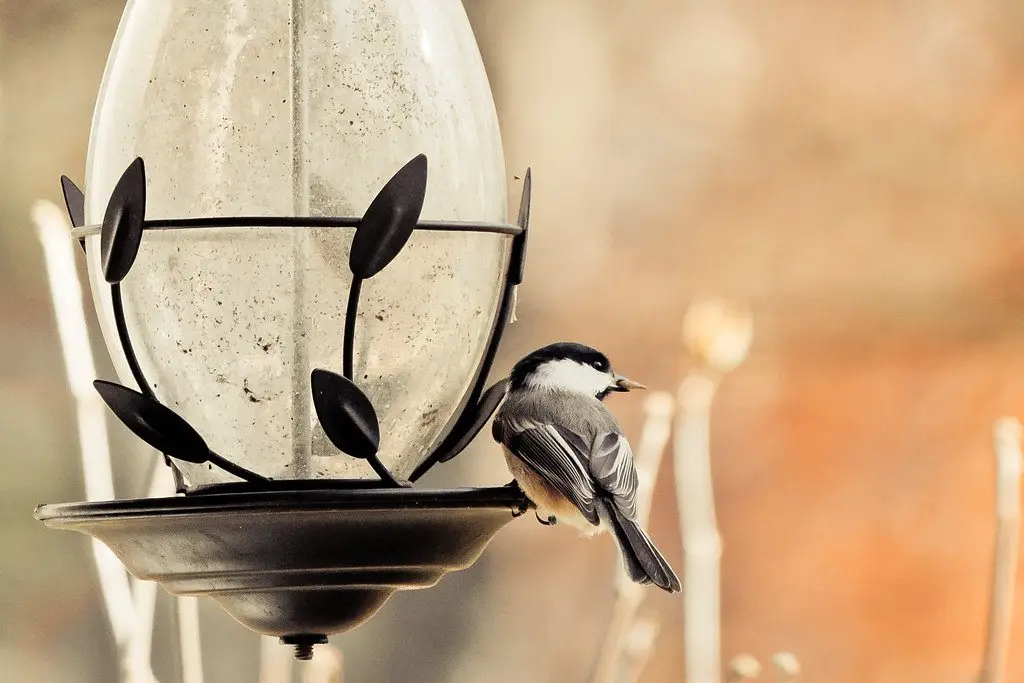 A chickadee perched on the rim of a hanging feeder, taking seed from the tray