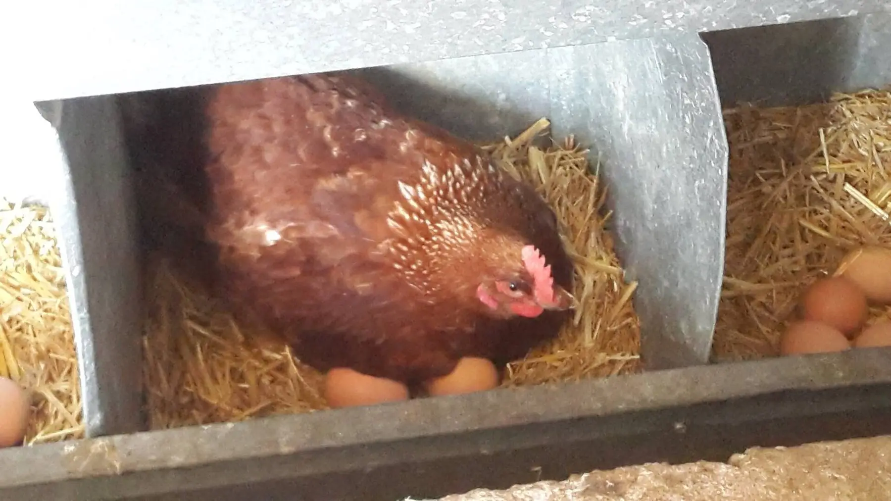 A brown hen sitting in a straw-filled nest box beside several eggs