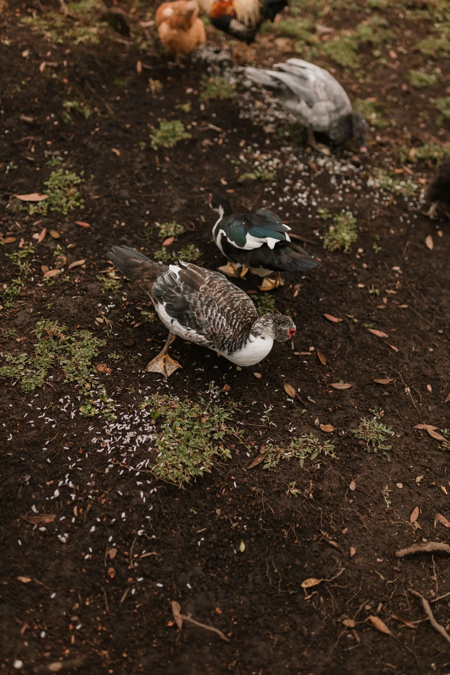 Muscovy ducks foraging on bare wet ground in a backyard run, grass worn down to mud