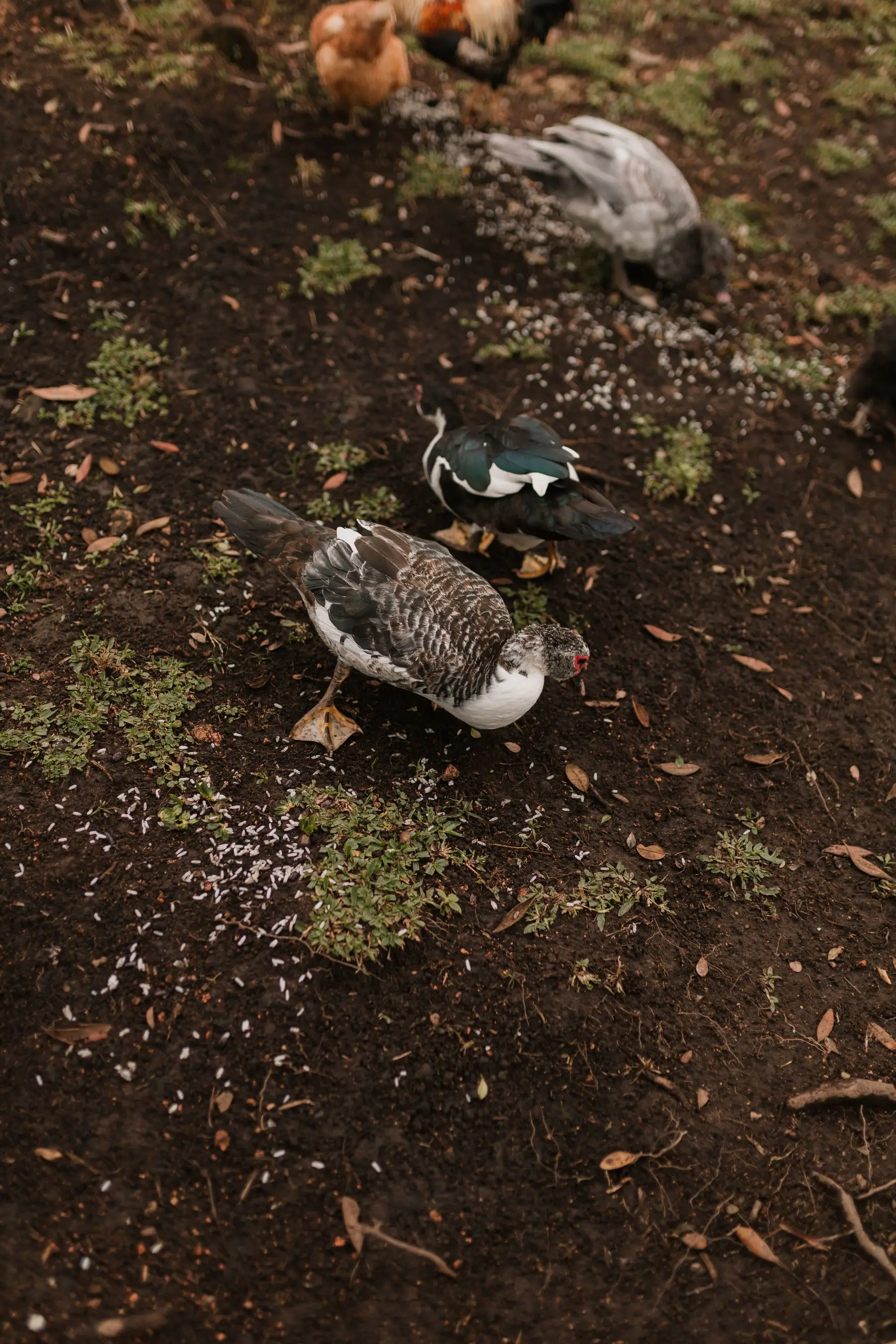 Muscovy ducks foraging on bare wet ground in a backyard run, grass worn down to mud