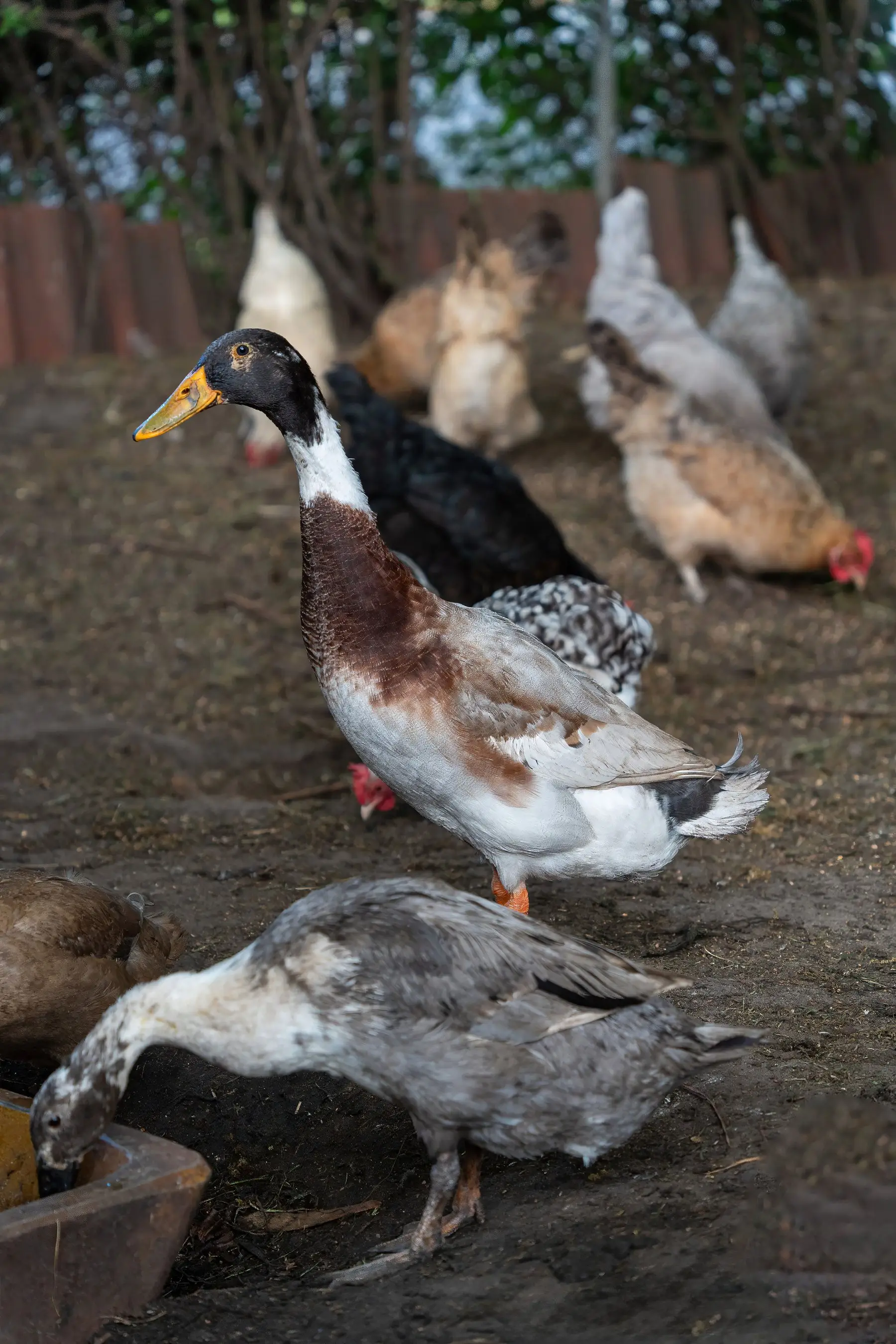 An upright Runner-type duck standing among a mixed backyard flock of ducks and hens