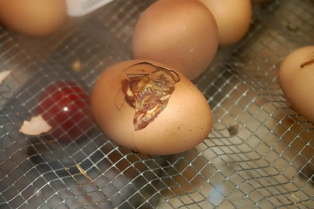 Eggs resting on incubator mesh, one cracked open with a wet chick emerging from the shell