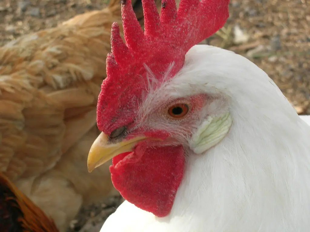 Close-up of a white leghorn's head showing the large red single comb and wattles that shed heat