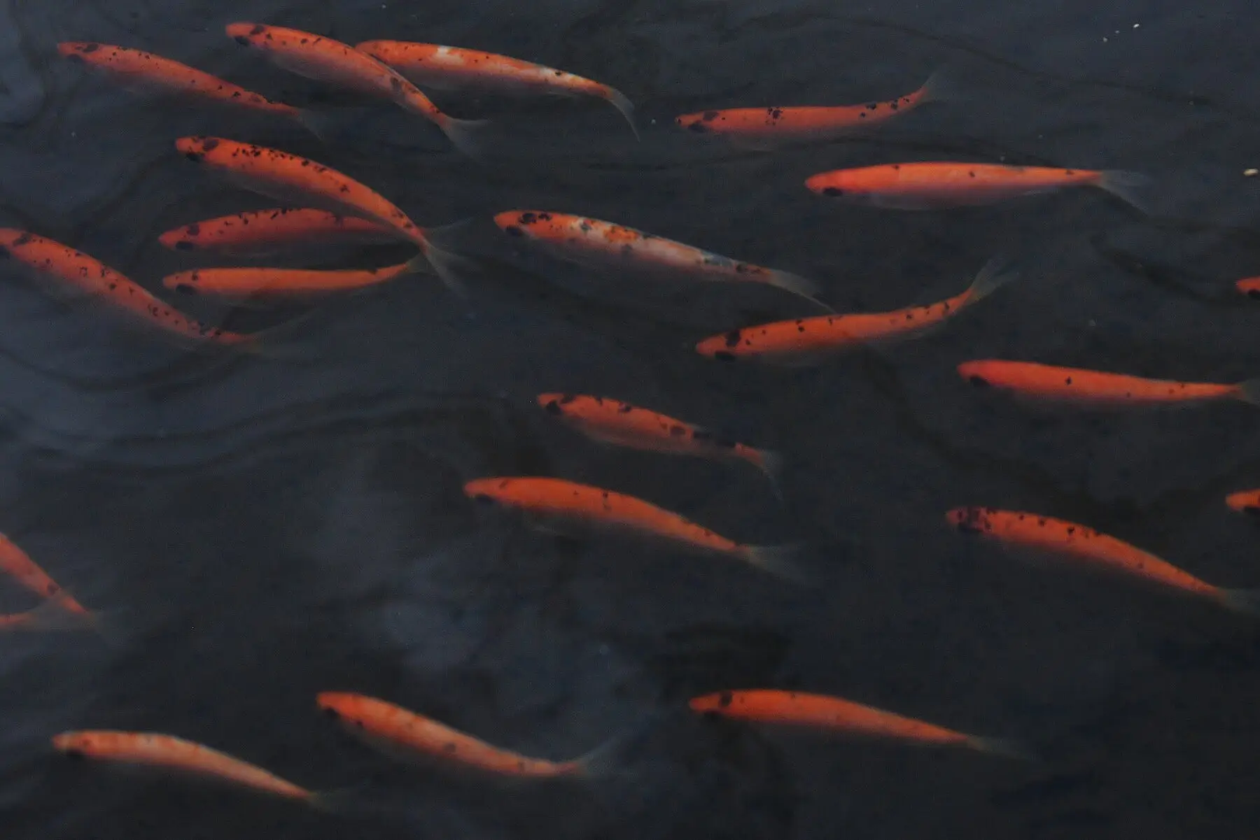 Goldfish schooling in the dark water of a garden pond