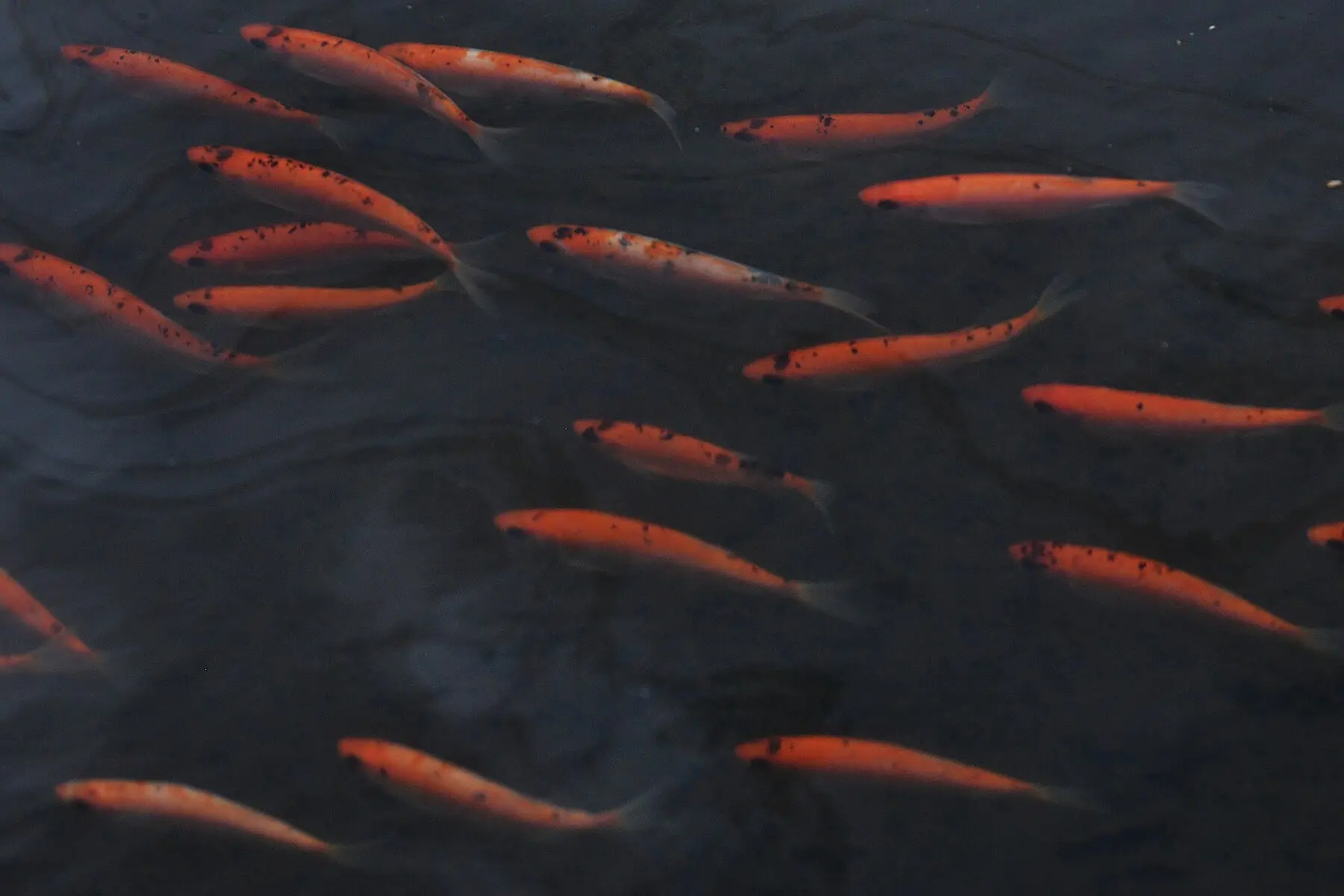 Goldfish schooling in the dark water of a garden pond