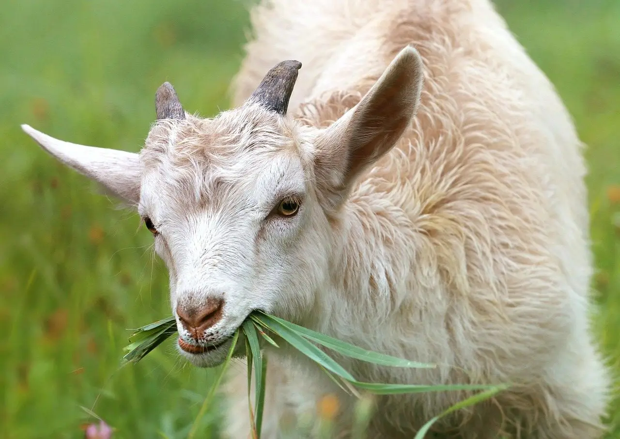 Goats grazing brush