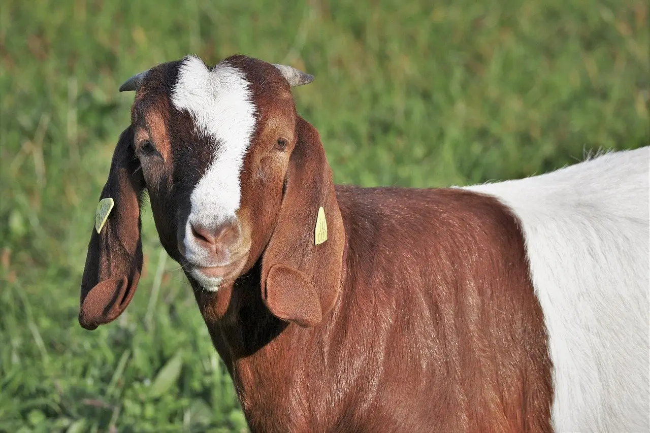 Boer goat