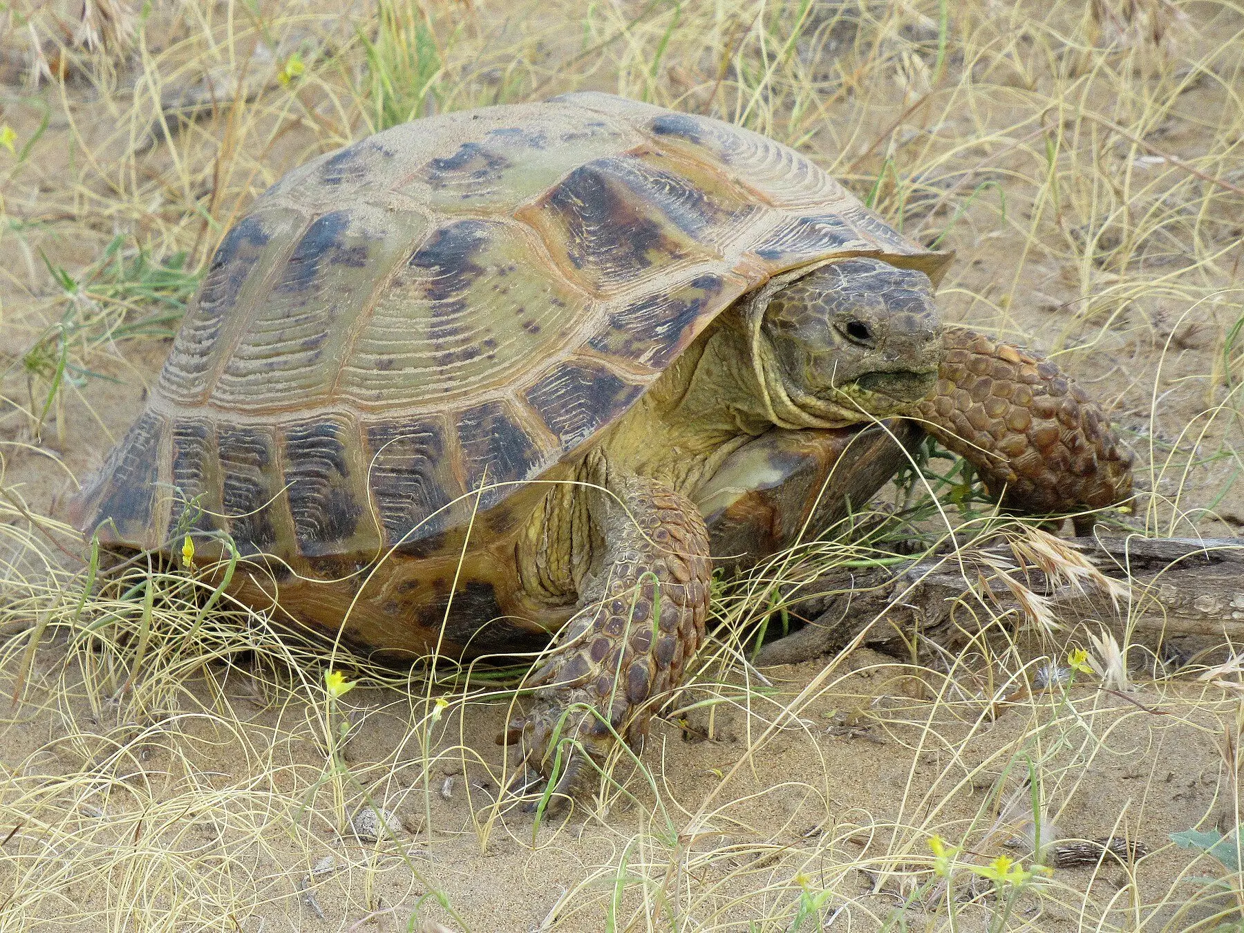 A Russian tortoise walking through dry steppe grass, its domed shell in full profile