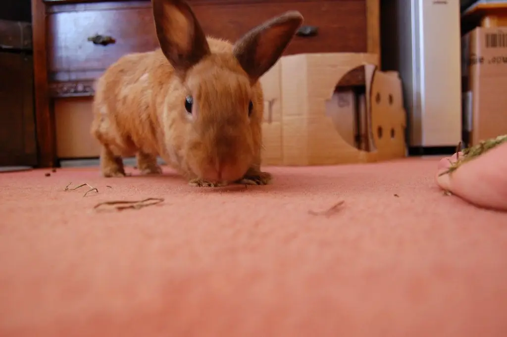 A brown house rabbit sitting on the floor indoors beside scattered hay