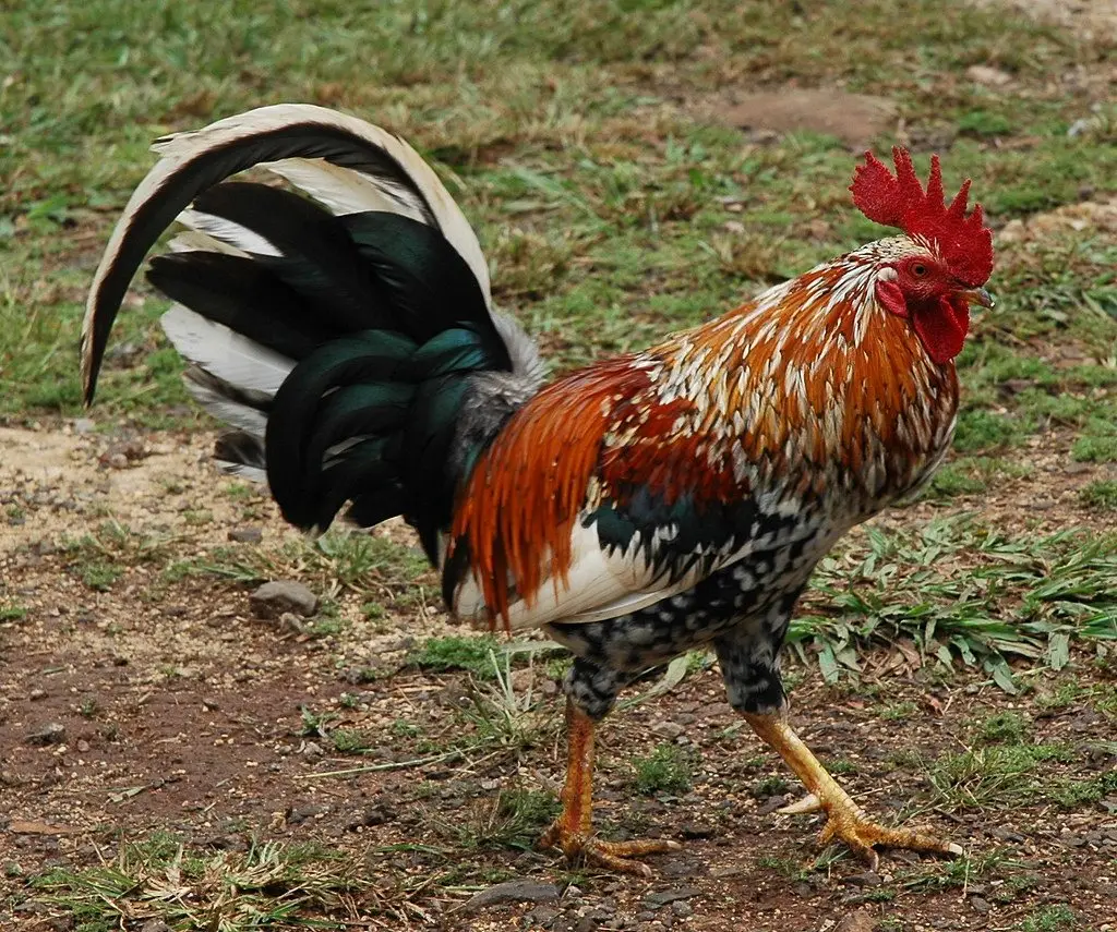 A rooster with iridescent black tail feathers and a red comb walking across bare ground