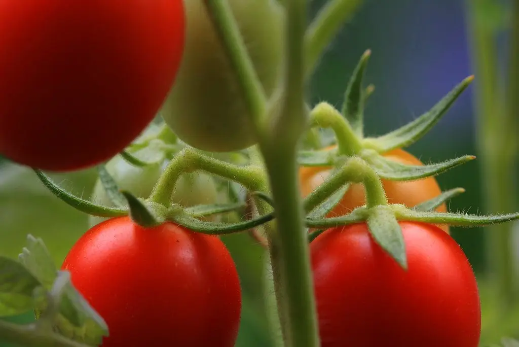Ripe red tomatoes hanging on the vine with green fruit and foliage behind