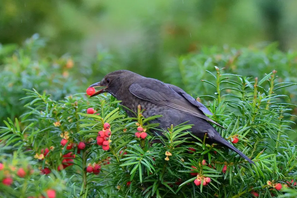 A blackbird reaching into a yew branch to take a red berry