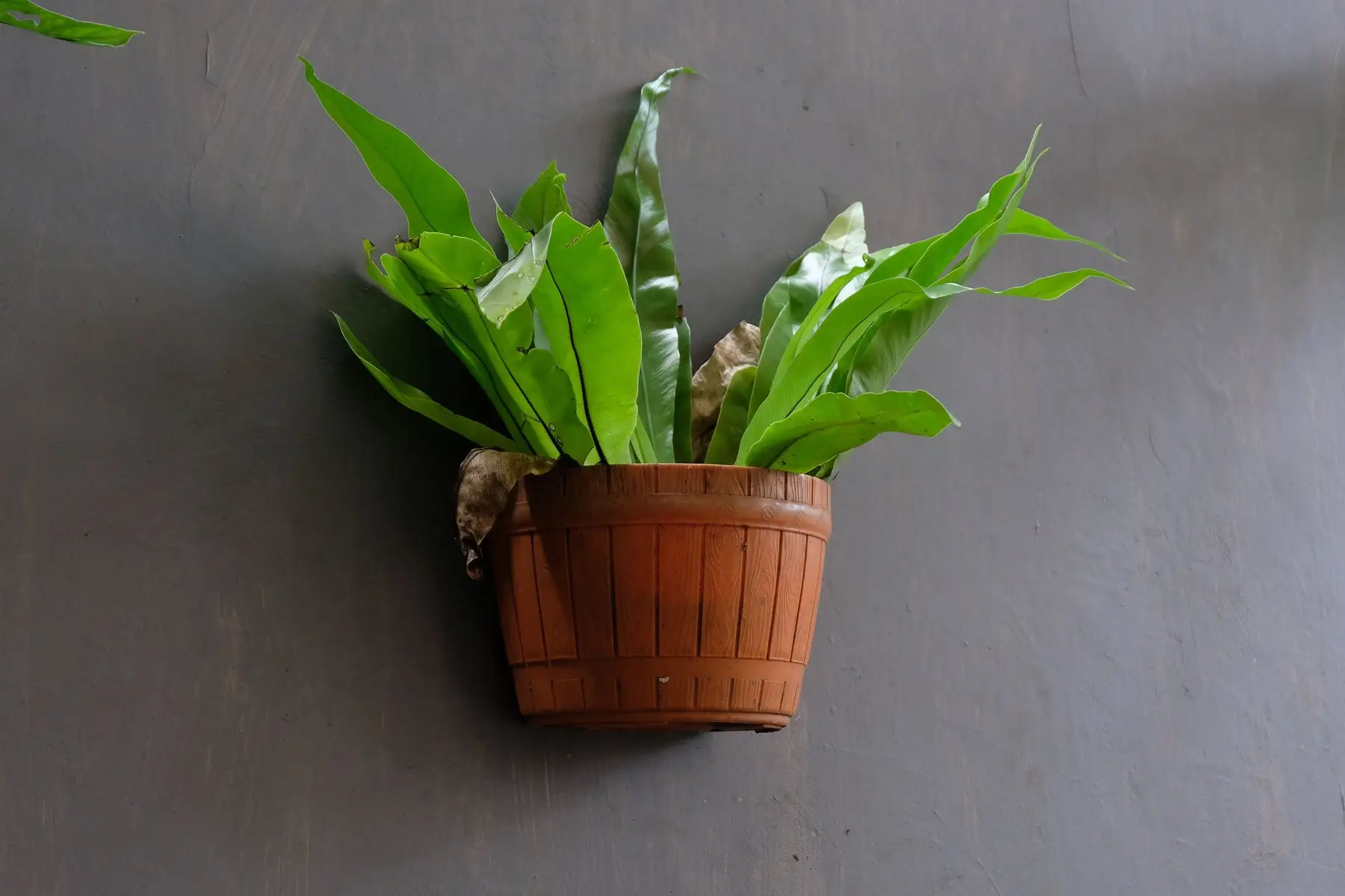 A potted bird's nest fern against a grey wall, some of its outer fronds browned and dying back