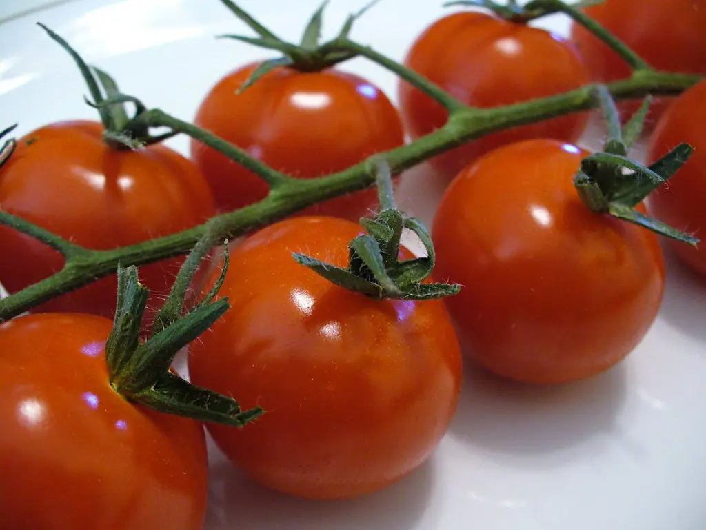 A truss of ripe cherry tomatoes with clean unblemished skin, calyxes still attached