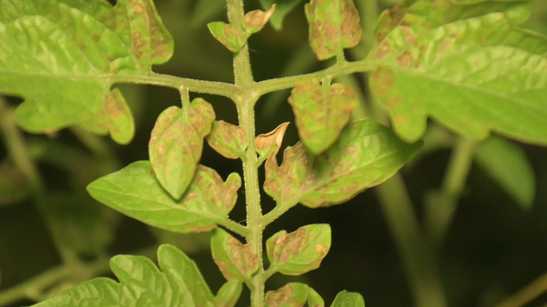 Septoria lesions spreading across a tomato leaf