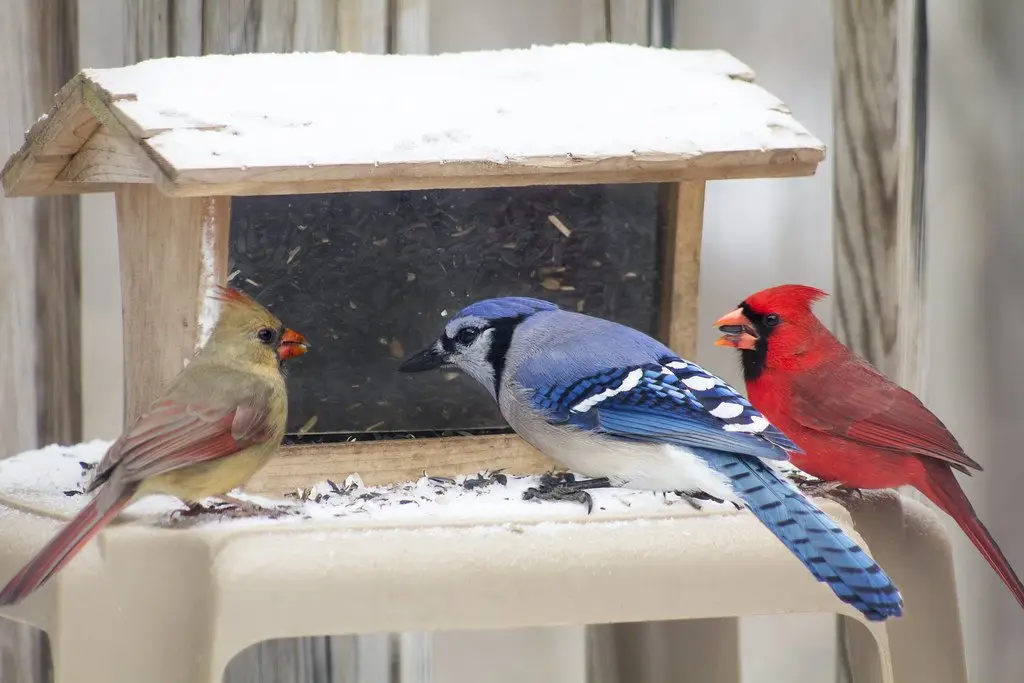 A blue jay on a snow-covered platform feeder between two male cardinals