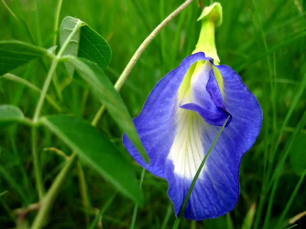 A single deep-blue butterfly pea flower with a white and yellow throat against green foliage