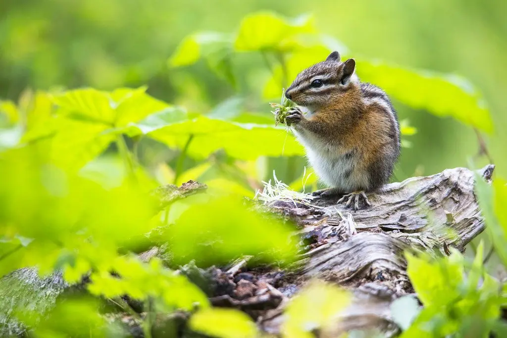 A wild chipmunk sitting upright on a fallen log, holding food in both forepaws