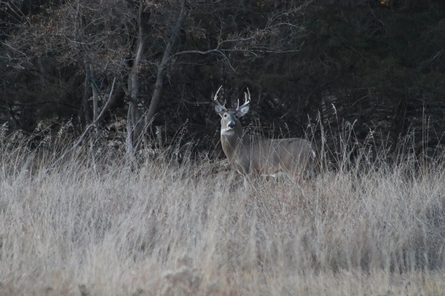 A white-tailed buck in winter grass staring directly at the camera, antlers raised