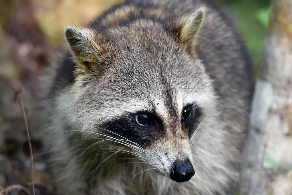 A raccoon's face in close-up, its black mask and whiskers sharp against blurred woodland