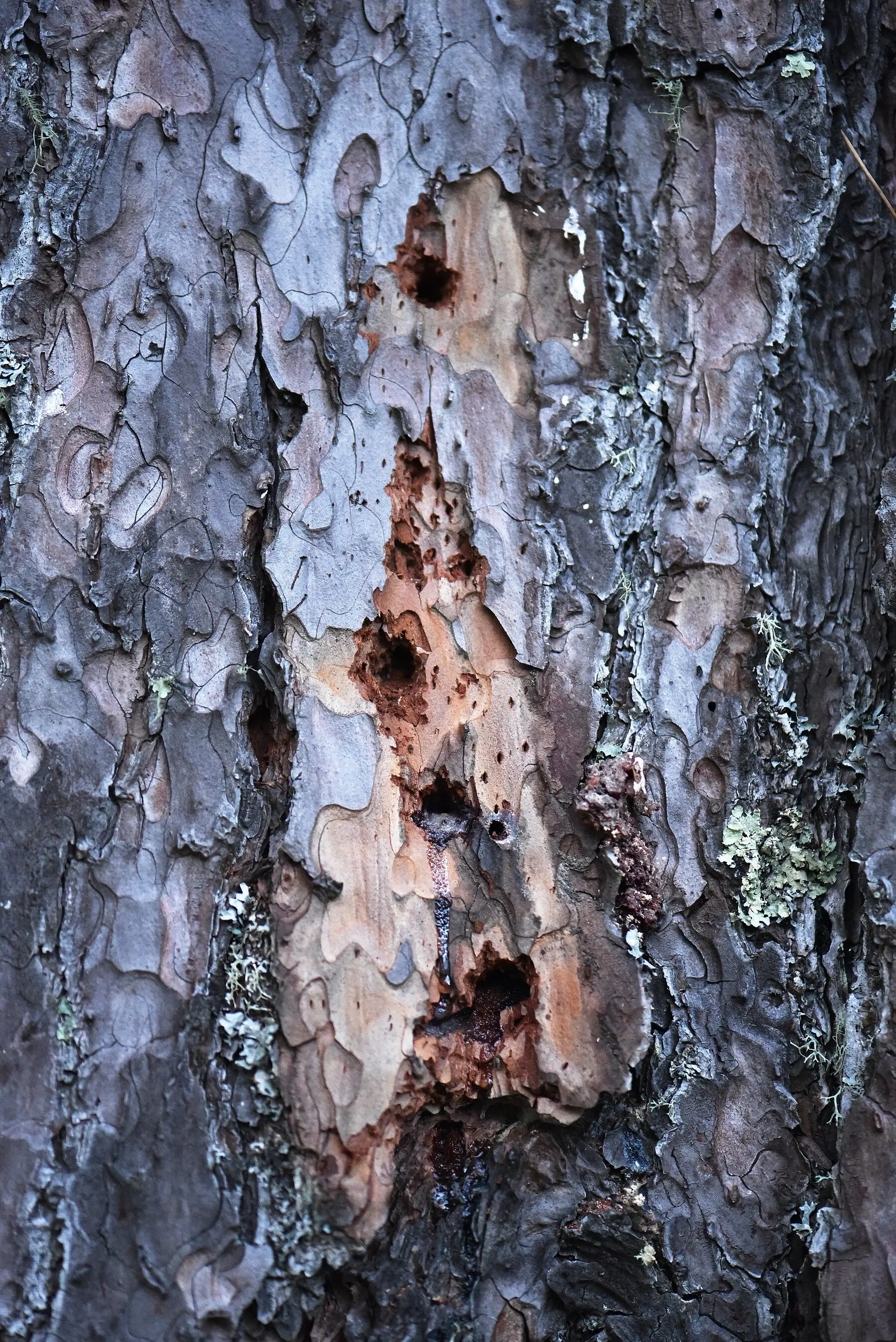 Rows of woodpecker holes in the trunk of a red pine