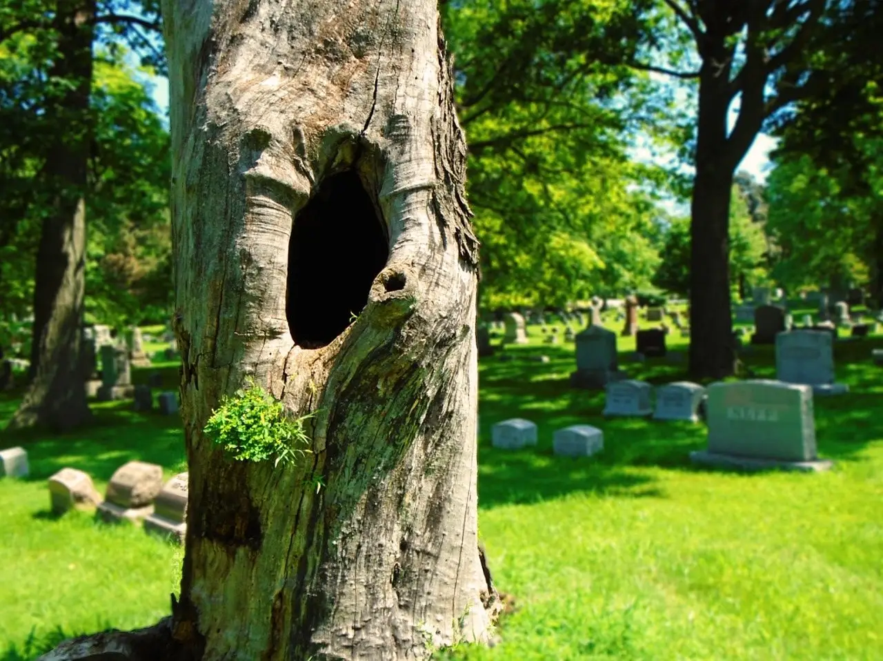 A large oval hollow in the weathered trunk of a dead tree standing in a sunlit cemetery